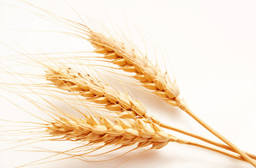 Wheat ears isolated on a white