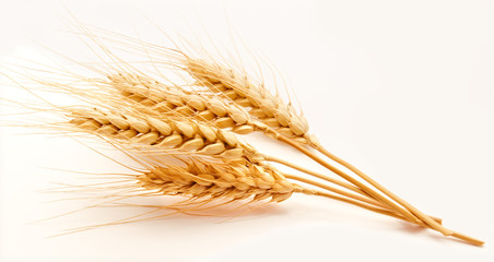 Wheat ears isolated on a white