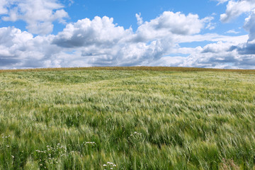 Barley field.