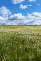 Barley field.