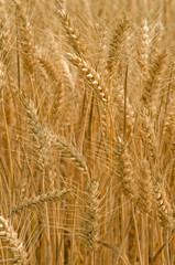 ripe wheat background
