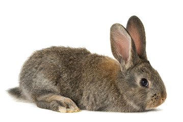 Obraz premium rabbit isolated