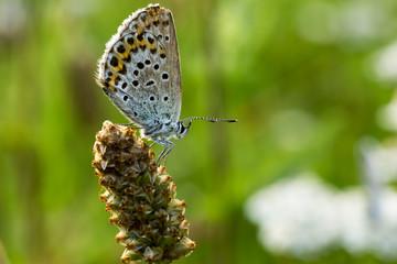 Farfalla colorata, blu