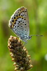 Farfalla blu e gialla primo piano