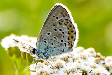Fototapeta na wymiar Primissimo piano si una farfalla