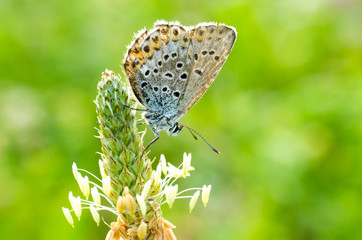 Farfalla su fiorellino