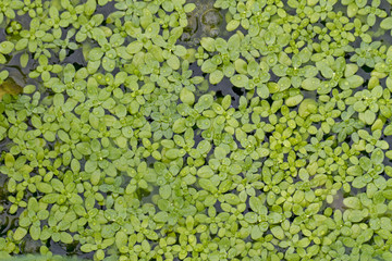 aquatic duckweed plants on the surface of a lake.