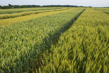 barley grain field