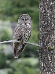 Great Gray Owl Perched on a Branch