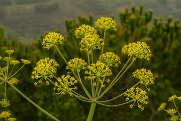 Thapsia villosa flower