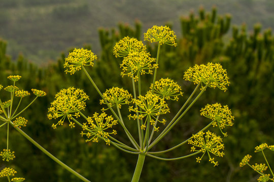 Thapsia villosa flower