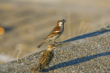 Sparrow House standing on a concrete