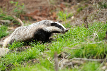 Badger