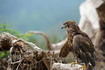 Hawk