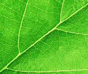 green leave texture