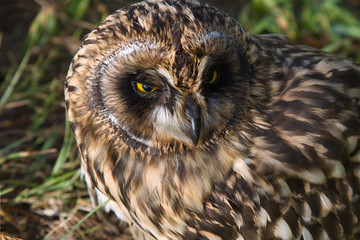 Short-eared Owl chick