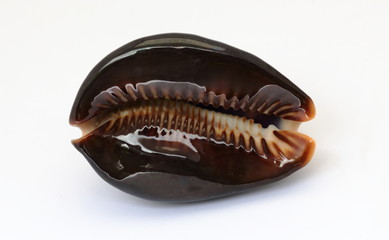 Under black cowrie shell
