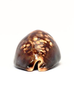 Black cowrie shell