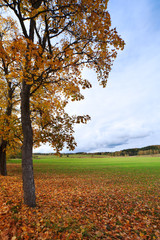 Naklejka premium Autumn.