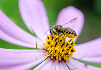 Bee on the chamomile flower
