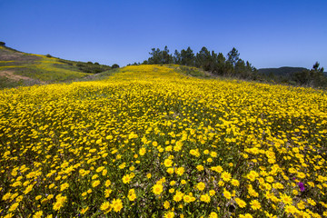 Fototapeta premium hill of yellow marigold flowers