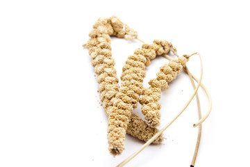 Vogelhirse auf wei&szlig;em Hintergrund