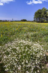 Obraz premium Spring field with flowers