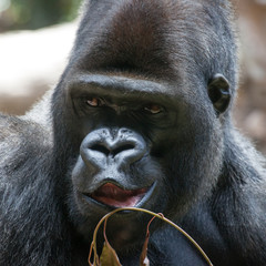 Obraz premium Gorilla