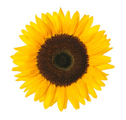 Fototapeta premium Sunflower isolated on white with clipping path