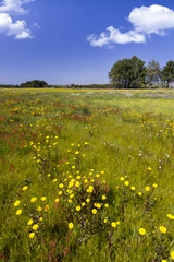 Spring field with flowers