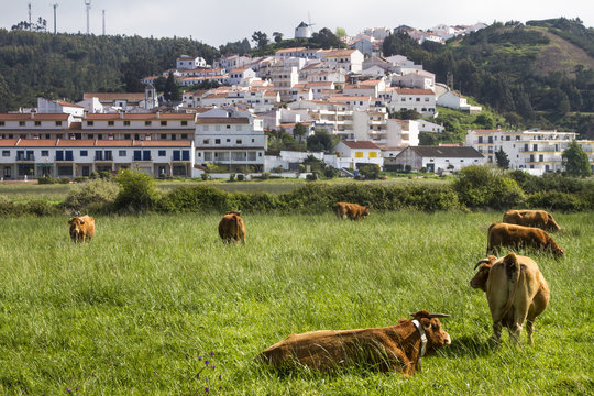 Cows eating grass on Odeceixe