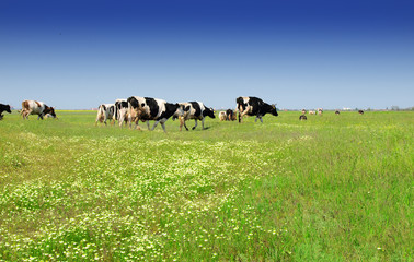 cows on the field