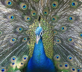 Obraz premium Peacock