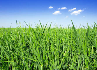 Organic green wheat close up