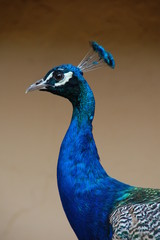 Pfau Portrait