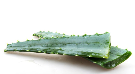 Aloe vera plant isolated on white