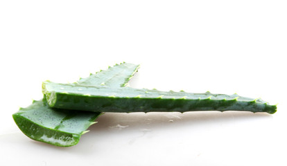 Aloe vera plant isolated on white