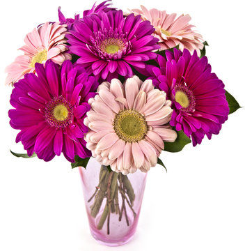 bouquet of gerberas in vase isolated on white background