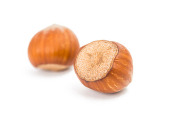 hazel nut isolated