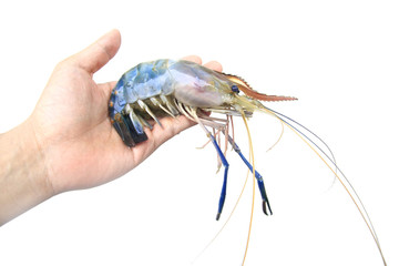 fresh shrimp in hand