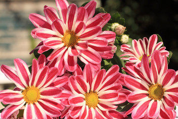 Lovely striped daisies