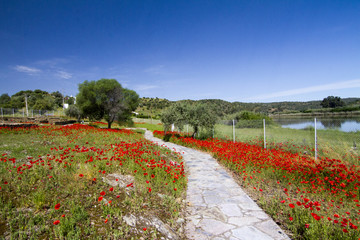 Obraz premium Beautiful view of a red poppy flower field in spring.