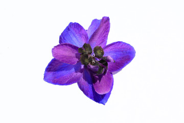 Violet delphinium flower macro