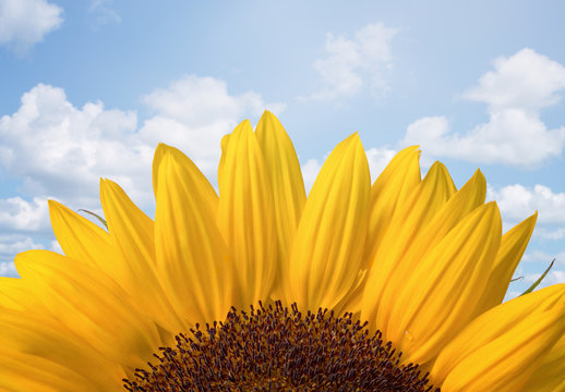 Sunflower over cloudy blue sky with copy space