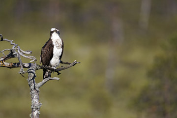 Osprey, Pandion haliaetus,