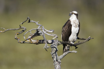 Osprey, Pandion haliaetus,