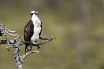Osprey, Pandion haliaetus,