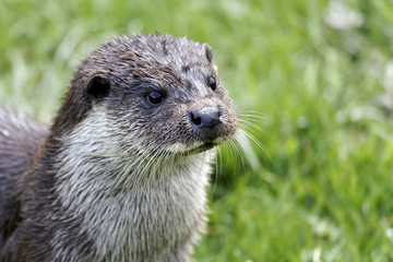 Otter, Lutra lutra