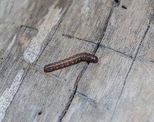 Dark Brown Worm on Wood Floor