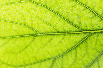 Fototapeta na wymiar beautiful background of green leaf. macro